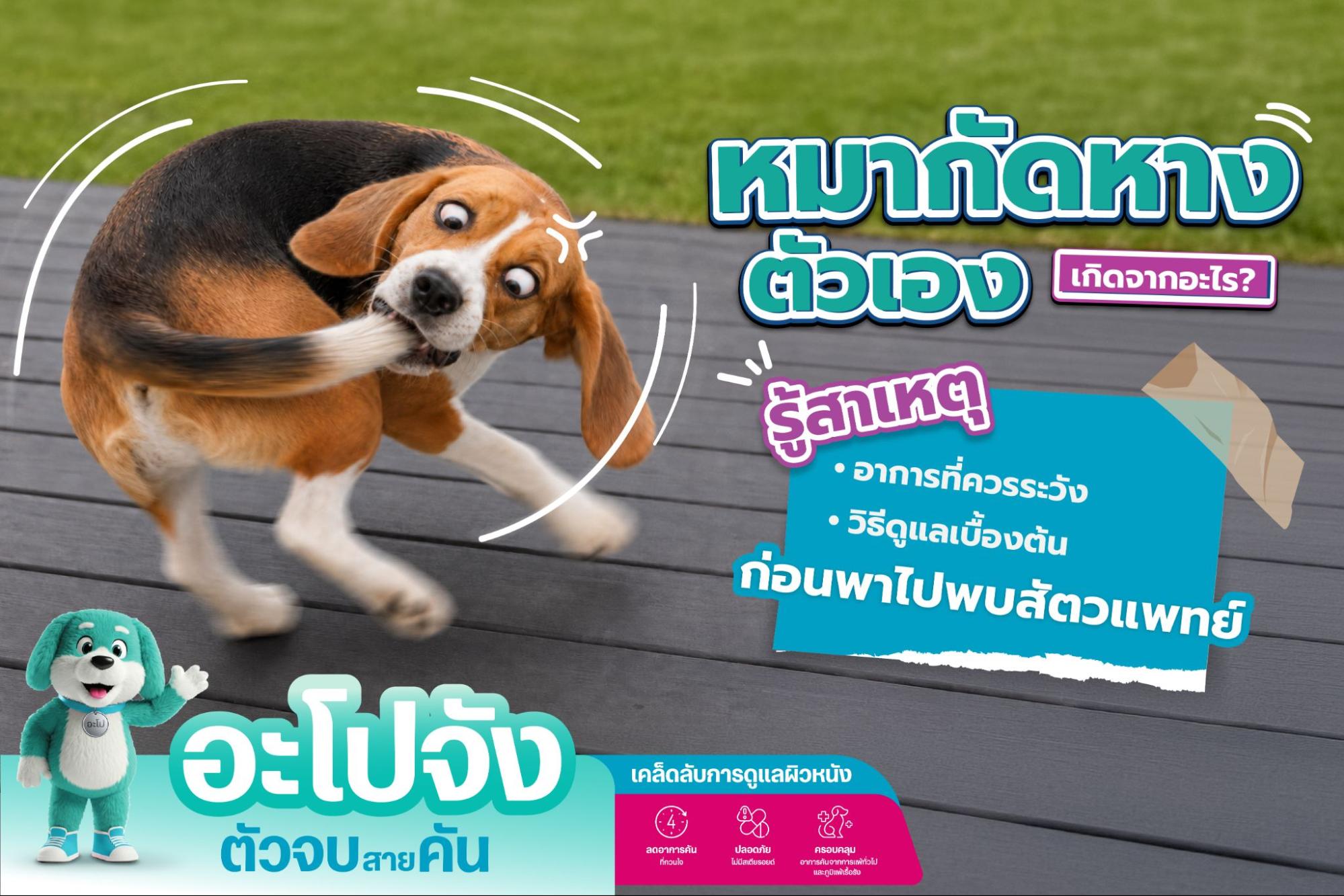 หมากัดหางตัวเอง สาเหตุ อาการ และวิธีแก้ไขที่ถูกต้อง
