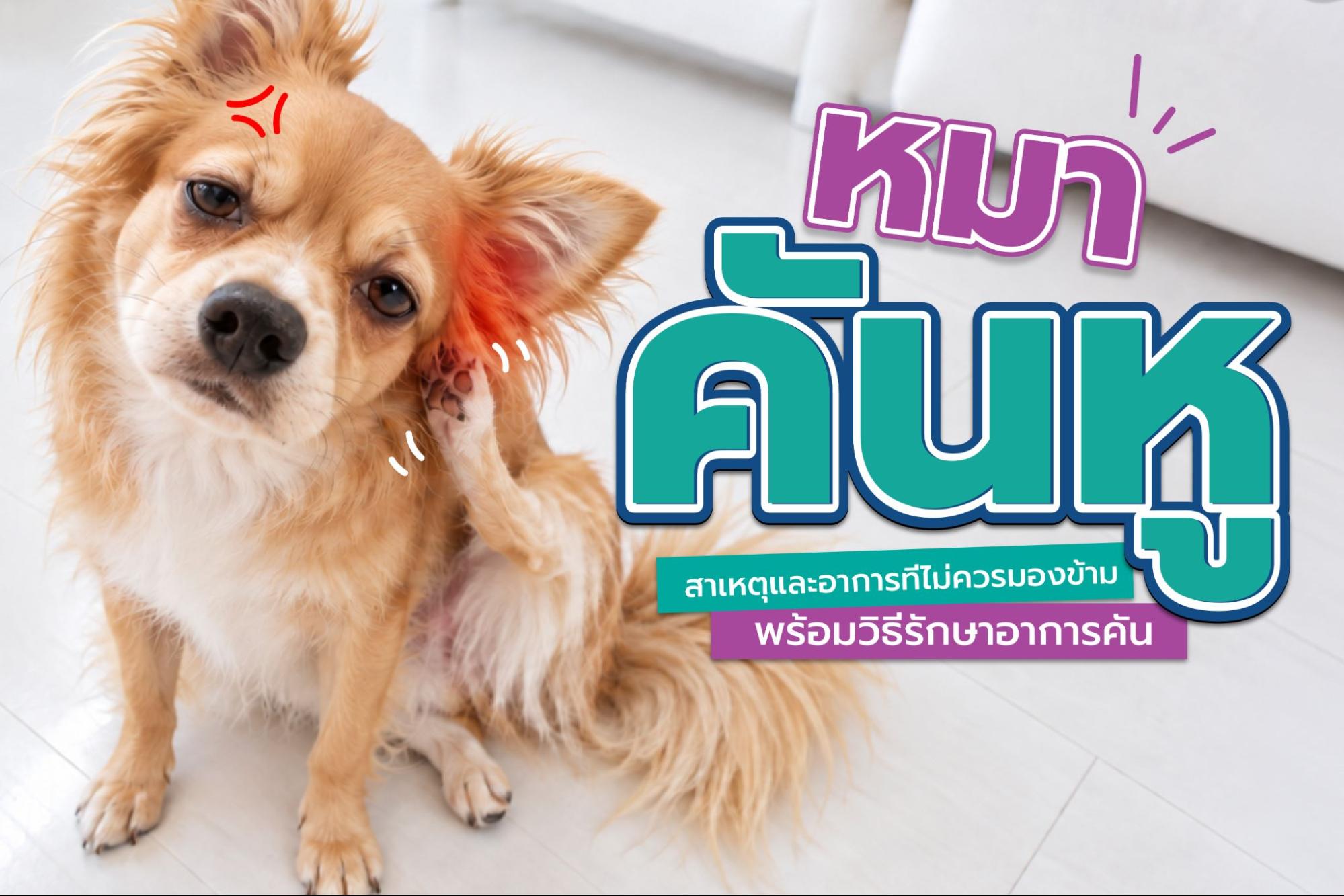 หมาคันหู สาเหตุและอาการที่ไม่ควรมองข้าม พร้อมวิธีรักษาอาการคัน