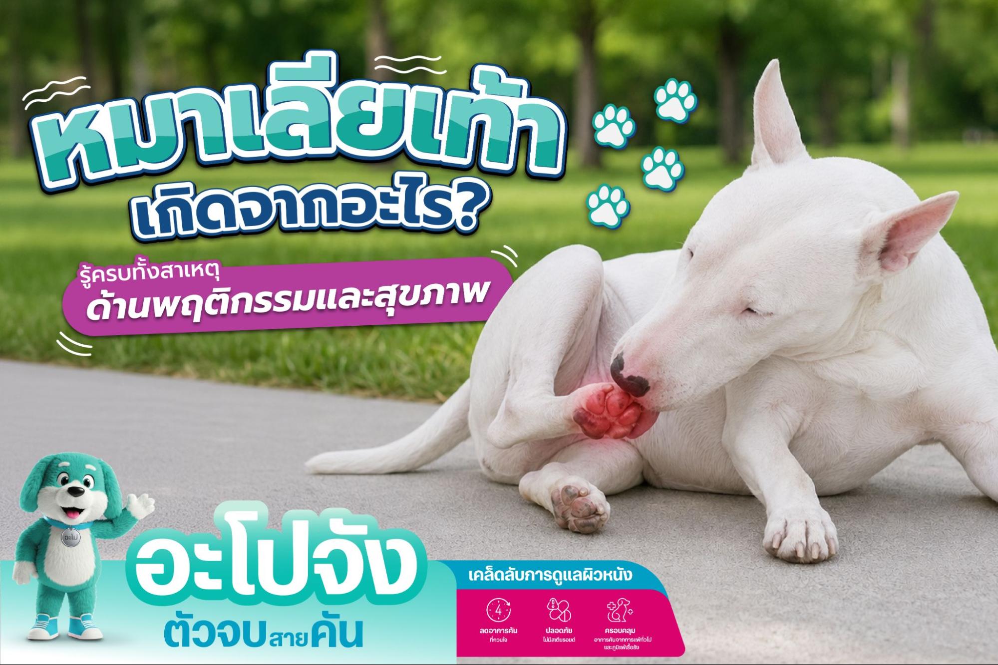 หมาเลียเท้า สาเหตุ อาการ และวิธีแก้ที่เจ้าของต้องรู้