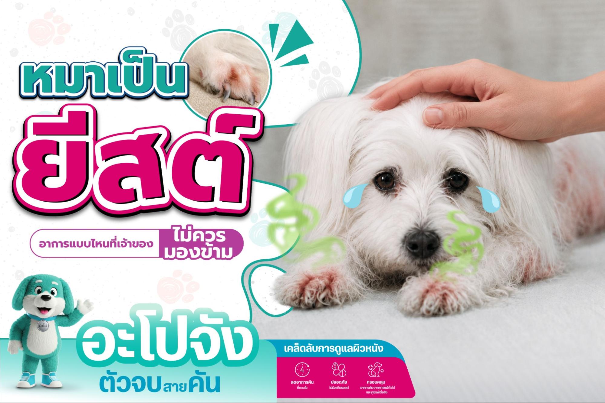 หมาเป็นยีสต์ สังเกตอาการอย่างไร? พร้อมวิธีดูแลก่อนลุกลาม