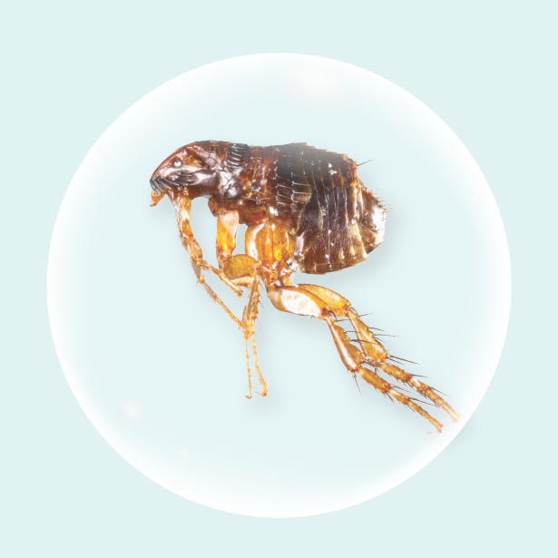 flea bite allergy